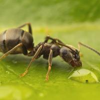 Black Ant drinking 